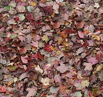 Ковролин Flotex Vision Image 000532 Red Leaves фото 1 | FLOORDEALER